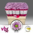 Vollsortiment - Chrysantheme santini, rosa einfach -  5 Stiele